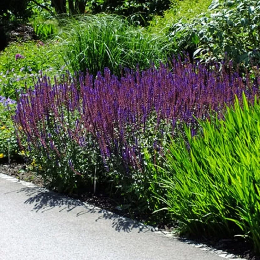 SALVIA NEMEROSA &#39;CARADONNA&#39; - STARTER PLANT GARDENING USA SELLER  - $21.55