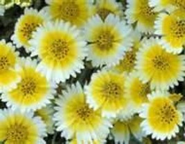 TIDY TIPS FLOWER 100 FRESH SEEDS FREE SHIPPING - $2.32