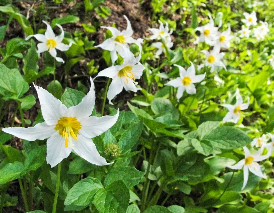 White Avalanche Lily 10 Seeds Fast Shipping - $8.99