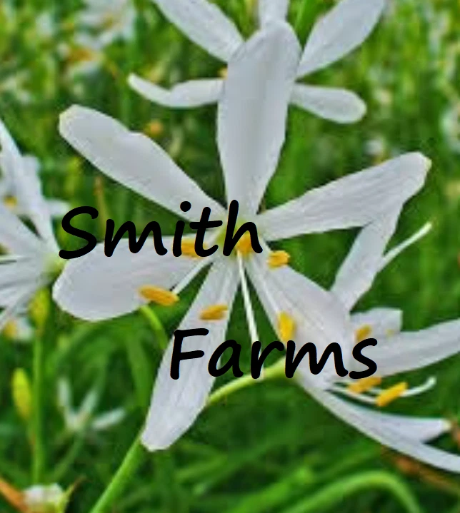 25+ Seeds White Anthericum Flowers - $11.39