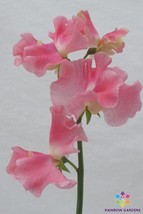 50 Alan Titchmarsh Sweet Pea Seeds Non-GMO, Heirloom, Fast Shipping - £7.11 GBP