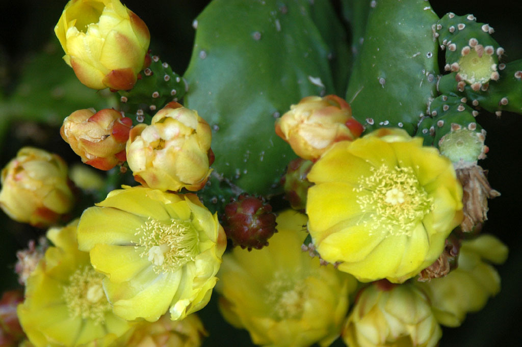 Opuntia Monacantha Prickly Pear Cactus 1 Pad Fresh Gardening - $21.96