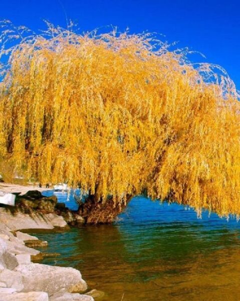 5 Yellow Willow Seeds Tree Weeping Flower Giant Flowers Seed Perennial 115 Home
