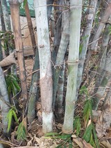 Long-sheath bamboo - Dendrocalamus longispathus - 5+ seeds - W 167 - £1.57 GBP