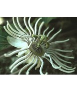 ArfanJaya 10_Seeds Passiflora bryonioides Cupped Passion Flower - £19.17 GBP