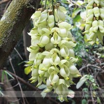 Limited Mucuna 100% True White Colors Florida Velvet Bean Vine Garden Flower See - £5.39 GBP