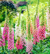 Foxglove Excelsior Mix Sun Shade Hummingbirds Love Biennial 500 Seeds US... - $7.86