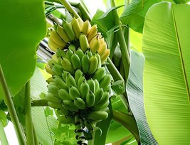 200 Seeds Edible Banana Tree ‘Dwarf Lady Finger’ (Musa acuminata) - $13.30