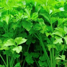 Chinese Celery Light Green Seeds Fast Shipping - $13.79