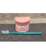 Dental Model with Toothbrush ~ Typodont Hinge Articulates Open! - $14.50