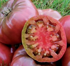 (4) Live Cherokee Purple Heirloom Tomato Plants.  Stout 4&quot; Tall Plants - £19.75 GBP