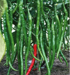 Green Long Hot Chili Seeds, Original Pack, 30 Seeds / Pack