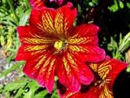 20 Red Stained Glass Flower Seeds Annual Salpiglossis - £14.33 GBP
