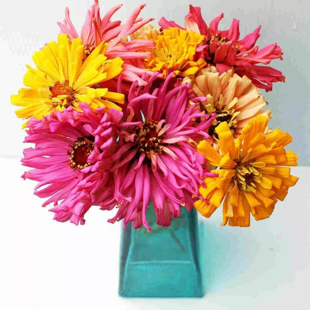 750 Mg Seed Zinnia Flower Blend Cactus Annual Spectacular Rolling Feathe... - $19.90