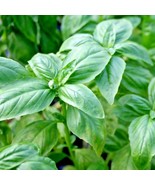 400 Genovese Basil Seeds Organic Herb Pesto Patio Container Summer Veget... - $12.70 CAD