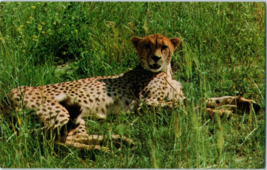 The Cheetah Is The Fastest Animal On Earth Postcard - £4.12 GBP
