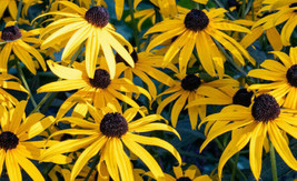 Black Eyed Susan 502 Seeds Rudbeckia Fulgida Large Yellow Daisy Fresh Garden - £10.74 GBP