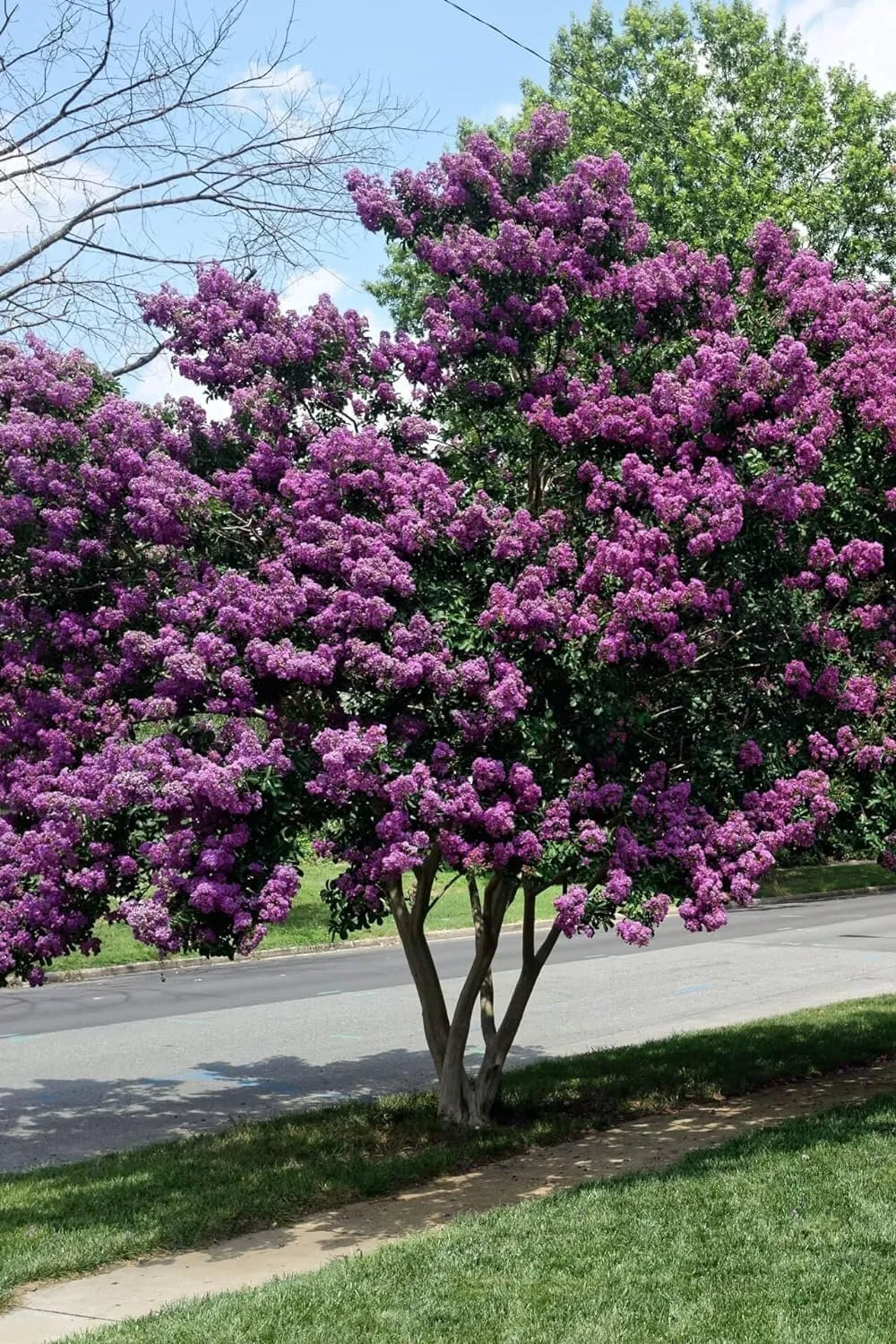 Crape Myrtle Twilight Extra Large 3 Gallon Plant Lagerstroemiandica - $95.17