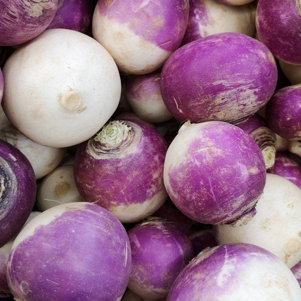 Purple Top White Globe Turnip Seeds Fresh Garden Seeds Fresh Seeds - $3.00