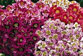 Butterfly Flower Angel Wings Mix 100+ Seeds Buy 4 Get - $4.06 CAD