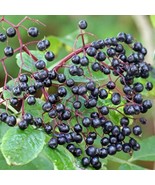 4 Live Elderberry Plants 12 18 Inches Tall Now US Fast Shipping - $1,474.86 MXN