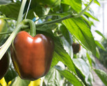 25 Chocolate Beauty Bell Pepper Non Gmo Heirloom Fast Shipping - $8.99