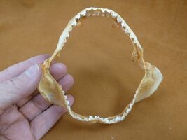 sj470-202) 5" Tiger SHARK B grade jaw sharks jaws teeth taxidermy educat... - $34.99