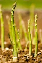 100 Asparagus Seeds- Mary WASHINGTON-Non GMO-Open Pollinated. - £3.16 GBP