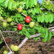 tropical fruit tree 3’-4’ feet Spanish Plum , Jocote (Spondias purpurea) - £105.91 GBP