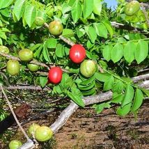 tropical fruit tree 3’-4’ feet Spanish Plum , Jocote (Spondias purpurea) - $132.98