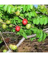 tropical fruit tree 3’-4’ feet Spanish Plum , Jocote (Spondias purpurea) - £104.64 GBP