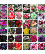 USA SELLER Adenium Mixed 36 Colors Colorful Flowers 100Pcsseeds Desert R... - $50.32