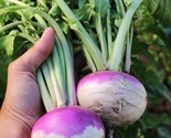 Purple Top Turnip Seeds 300 Seeds White Globe Vegetable Non-Gmo - £7.20 GBP