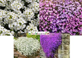Groundcover Rock Cress Mixed Colors Purple &amp; White Non-Gmo 1000 Seeds - £7.75 GBP
