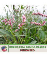 100 Pinkweed Seeds Persicaria Pensylvanica Pennsyvania Smartweed Fresh S... - $160.95 MXN