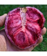 Red Custard Apple Annona Reticulta 12Inch 24Inch Exotic Live Tropical Fr... - $86.88