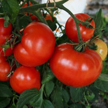 SEPTH 50 Seeds New Girl Tomato Tomatoe Vegetable Garden Edible Canning - £4.10 GBP