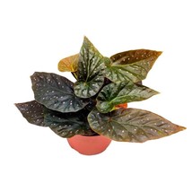 Harmony&#39;s Orange Crush Angel Wing Cane Begonia 6 inch Premium Hybrid - £29.11 GBP