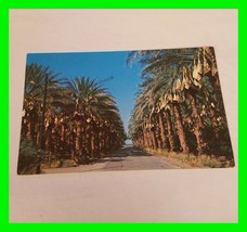 Vintage Photo Postcard Of A Field Of Palm Trees Date Harvest Time UNUSED - £7.98 GBP