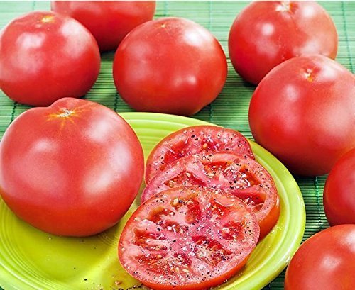Tomato, Marglobe Tomato Seeds 75 seed pack,ORGANIC, USA PRODUCT. PACKED BY JACOB
