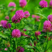 Red Clover Seeds Organic Non Gmo Heirloom Seeds – Flower Seeds - $174.18 MXN