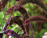 Sale 25 Seeds Red Jewel Millet Setaria Italica Ornamental Grass Flower  USA - £7.89 GBP