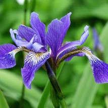 Southern Blue Flag Iris 20 Pre-Stratified Seeds Iris Virginica Shrevei Cutting F - $10.98