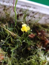 Utricularia subulata, bladderworts, Carnivorous plant bare roots, 1 plug... - £3.52 GBP