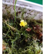 Utricularia subulata, bladderworts, Carnivorous plant bare roots, 1 plug... - £3.53 GBP
