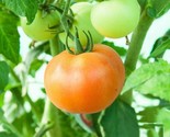 50 Ponderosa Pink Tomato Seeds High Germination Non Gmo Fast Shipping - £7.22 GBP