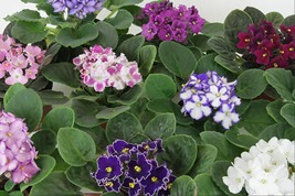 1 Pack 200 Mixed Color African Violet Seeds Matthiola Garden Flowers - £4.57 GBP