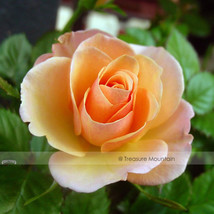 50 Seeds Yunnan Orange Rose Plant Garden - £4.67 GBP