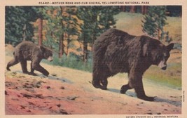 Mother Bear and Cub Hiking Yellowstone National Park Wyoming WY Postcard... - $2.99