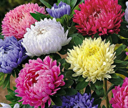 Simple Pack 150 seed  Aster China Peony Mix - £5.54 GBP